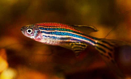 Рыбы, подвергшиеся воздействию эстрогена, производят меньше самцов Фото №1