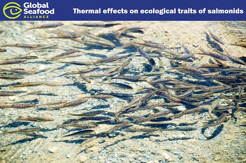 Температурний вплив на екологічні характеристики лососевих риб Фото №1