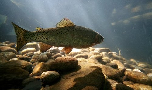 Рыбы из городских рек способны приобрести наркотическую зависимость Фото №4