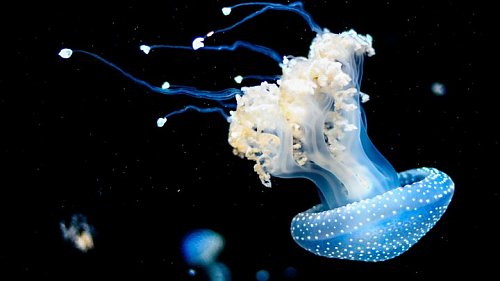 Что делать, если ужалила медуза - важные советы Фото №1