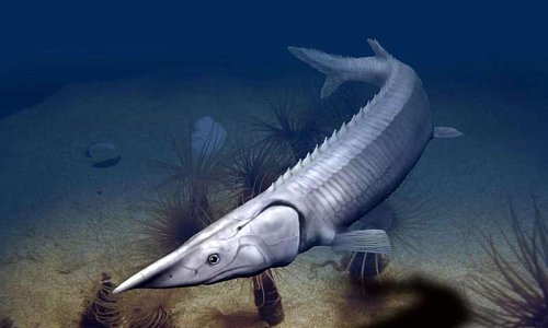 300-летняя рыба напоминает осетра, но пошла другим эволюционным путем Фото №2