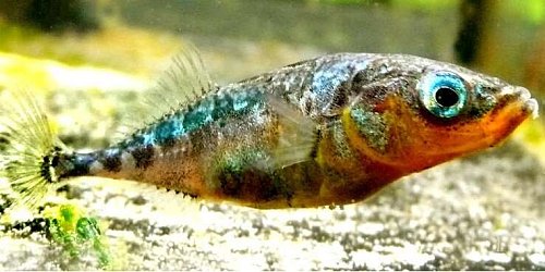 Заражение паразитами нарушает летное поведение косяков рыб Фото №1